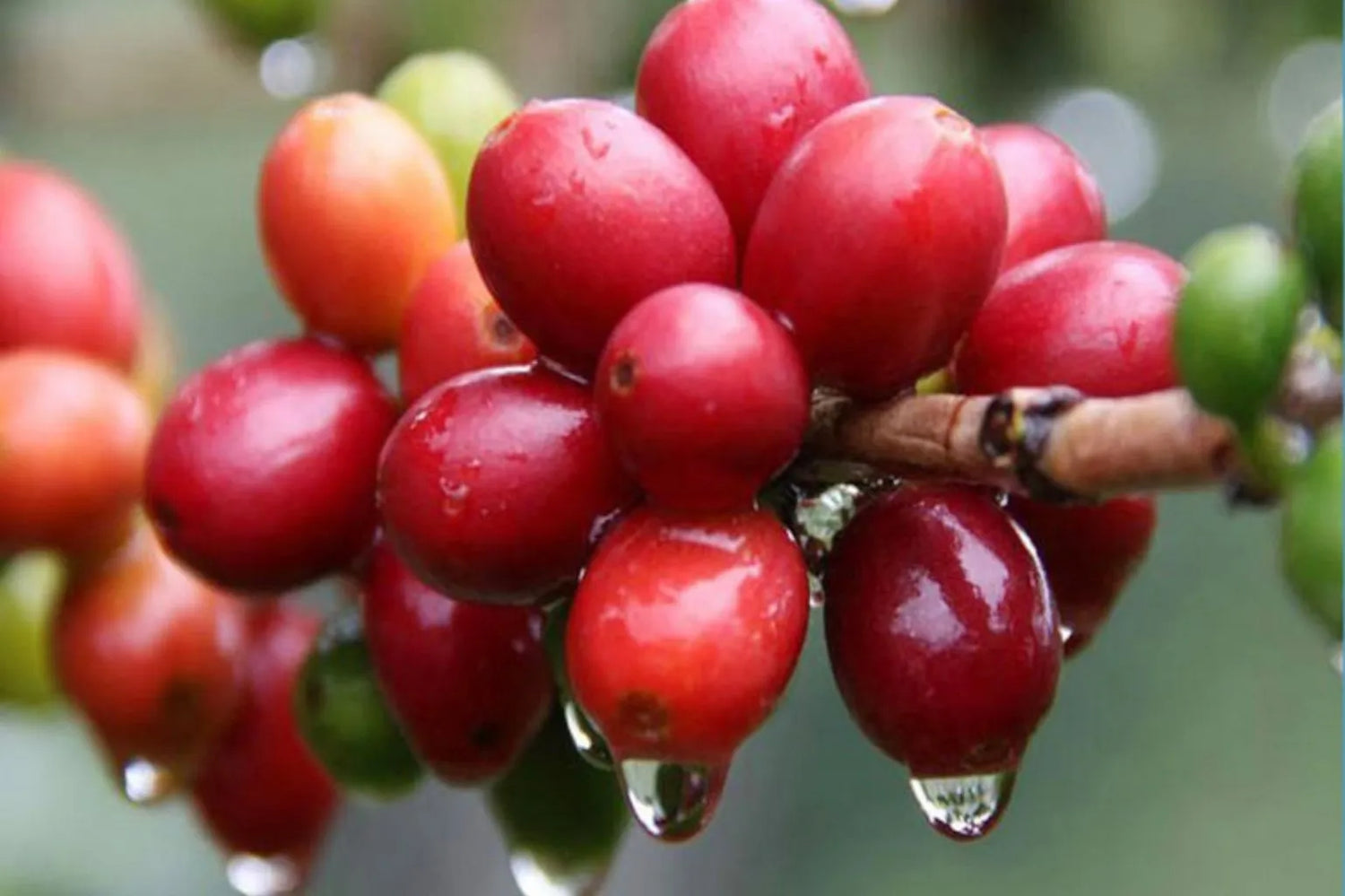 Coffe cherries.