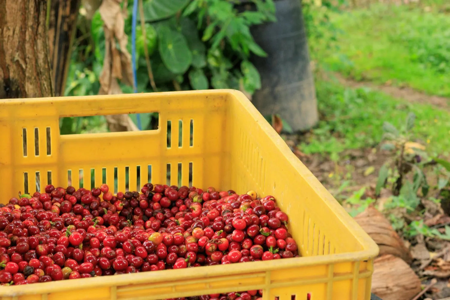Yellow crate filled with red berries in a natural outdoor setting