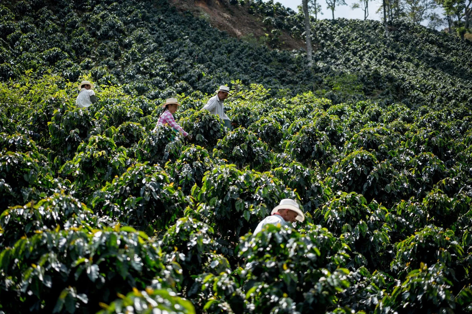 Colombian farmers.