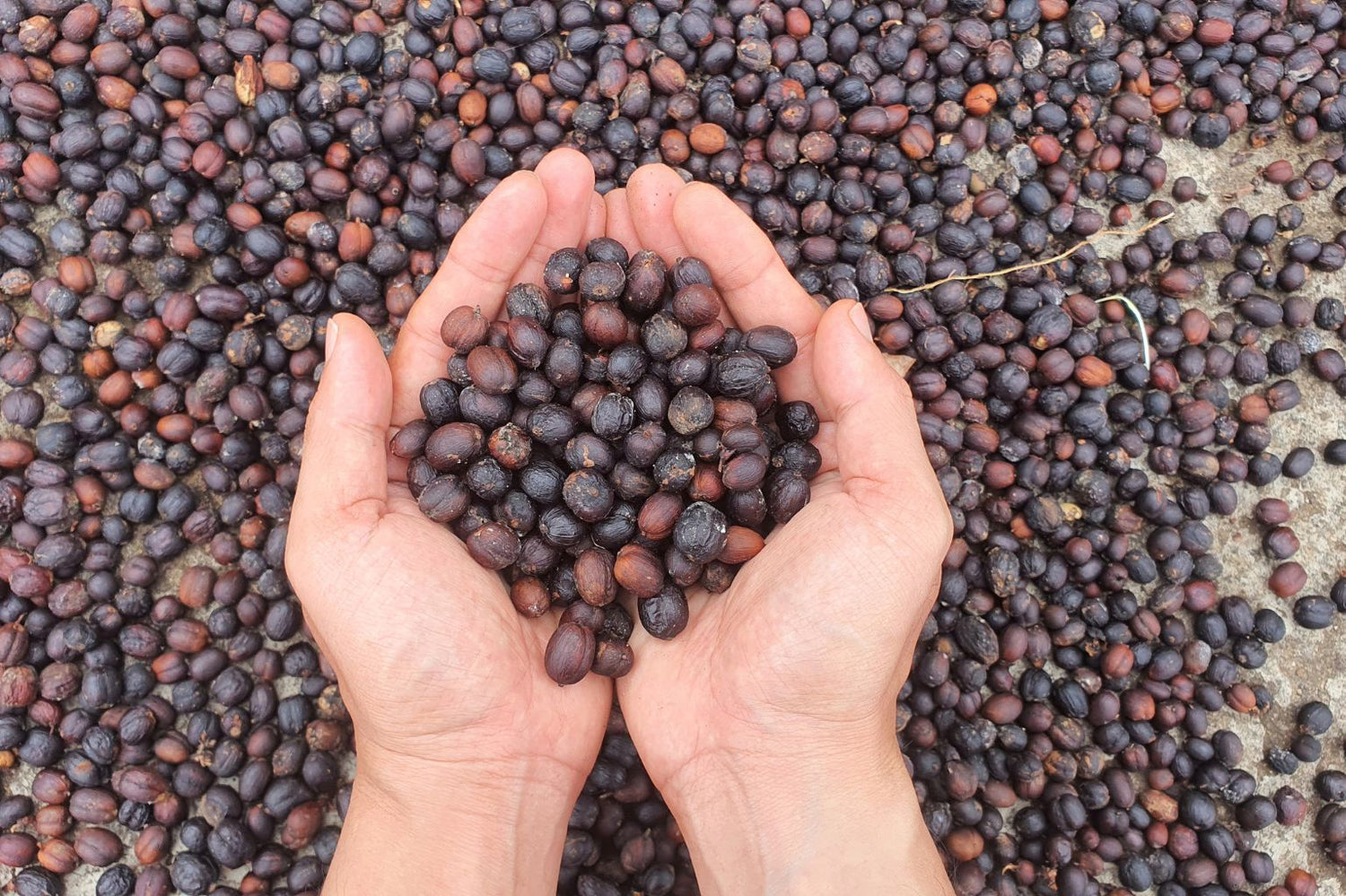Hands holding a small amount of dark seeds against a background of similar seeds.