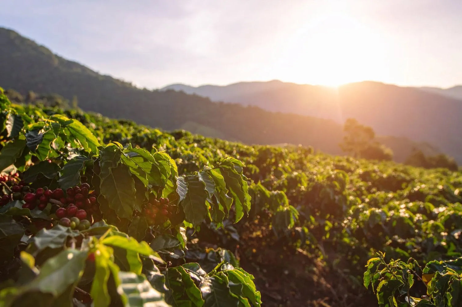 Sunset over a coffee plantation with coffee cherries on the plants.